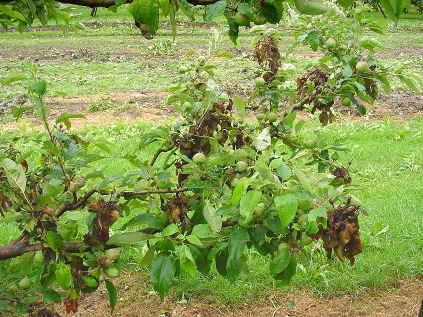 Der Feuerbrand ist auch dieses Jahr aktiv. (Bild BauZ)