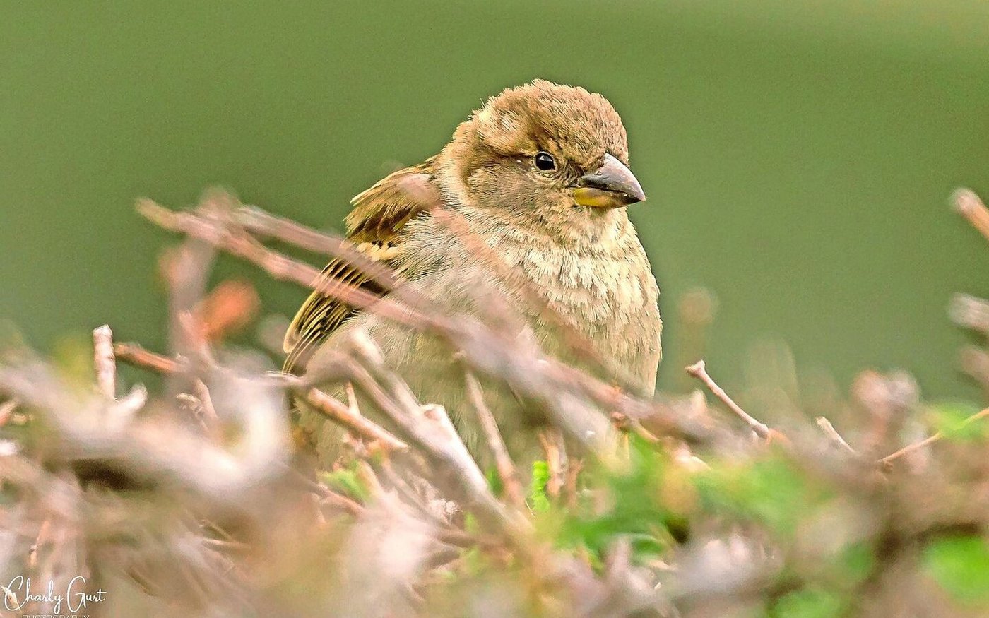 Sowohl Hausspatzen-Männchen als auch -Weibchen (Bild) sind grösser als Feldsperlinge.