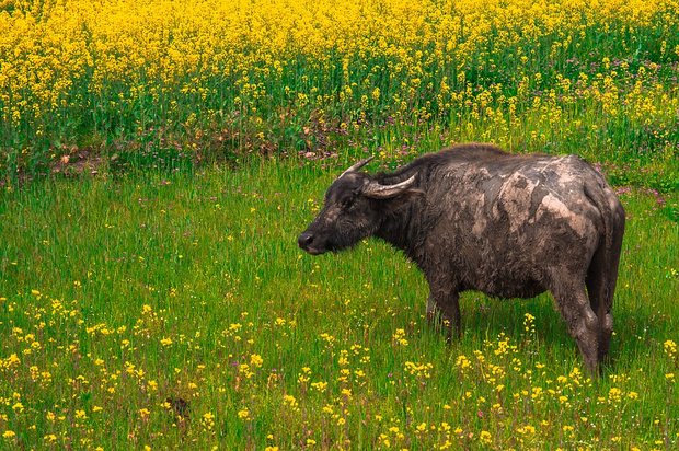Büffel in China. (Symbolbild Pixabay)