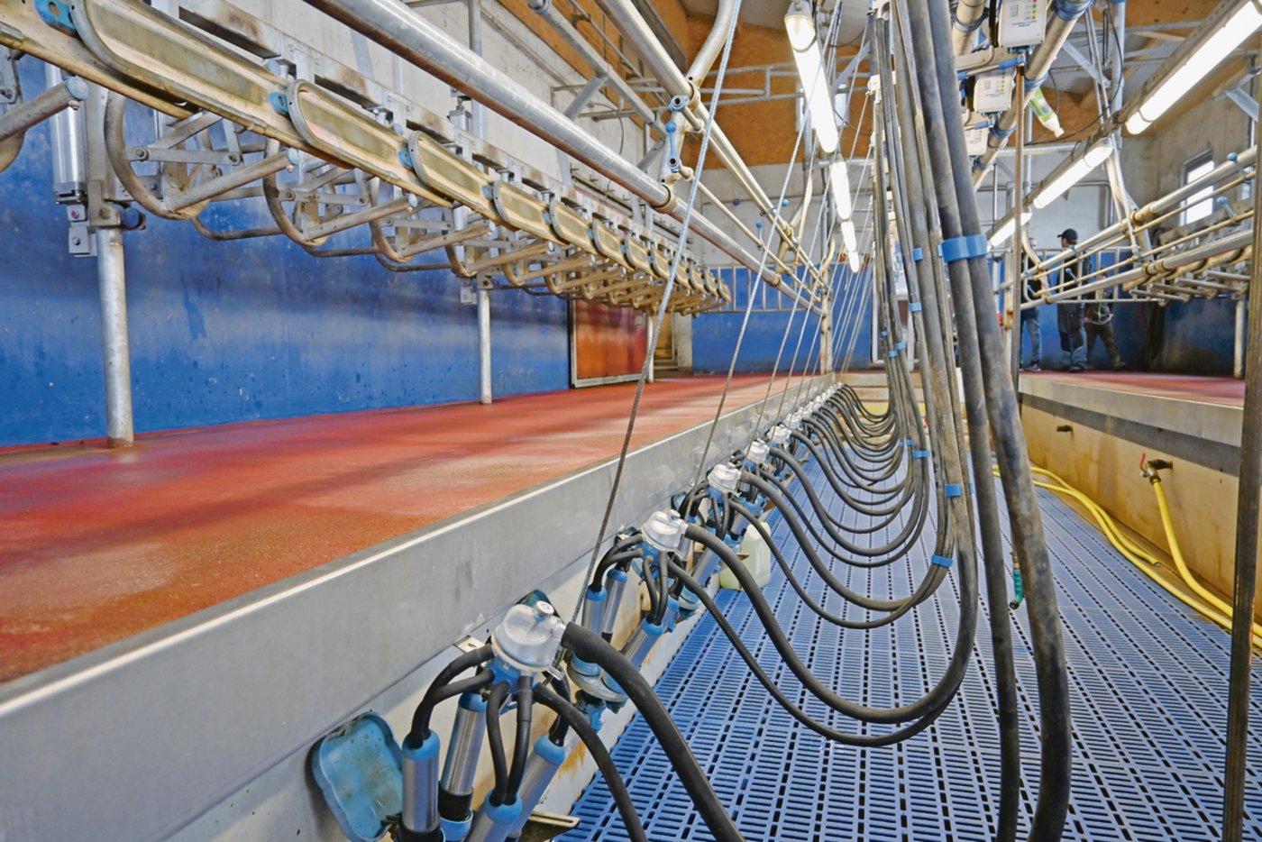 Im  2 × 14er-Melkstand von Dairymaster sind die Arbeitsabläufe kurz und praktisch.  