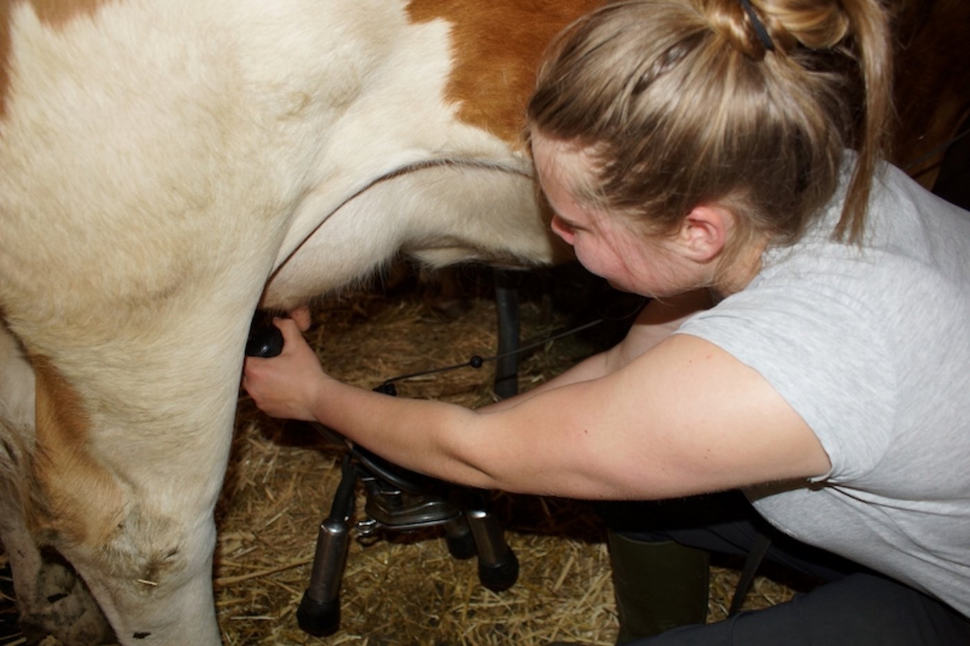 Bei Autorin Sandra Steffen-Odermatt gibt es für Arbeiten wie das Melken einen Lohn. Die Ämtli im Haushalt gehören zur Organisation des Familienlebens und werden von allen weiterhin unentgeltlich erledigt. (Bilder Sandra Steffen-Odermatt)