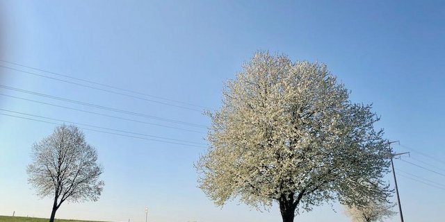 Der Frühling 2020 war zu warm, zu sonnig und zu trocken. Sogar die Bäume blühten früher. (Bild et)