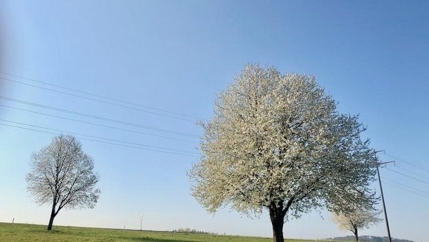 Der Frühling 2020 war zu warm, zu sonnig und zu trocken. Sogar die Bäume blühten früher. (Bild et)
