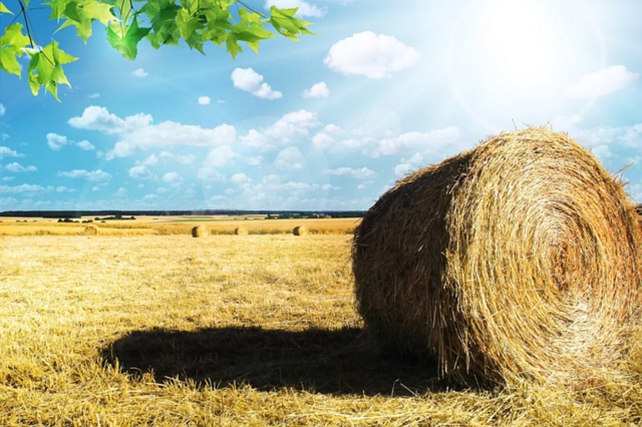 Bisher gibt es weniger als 1% Bio-Farmen in den USA (Bild pixabay)