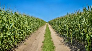 Mitten in einem Maisfeld führt ein Weg an den Horizont.