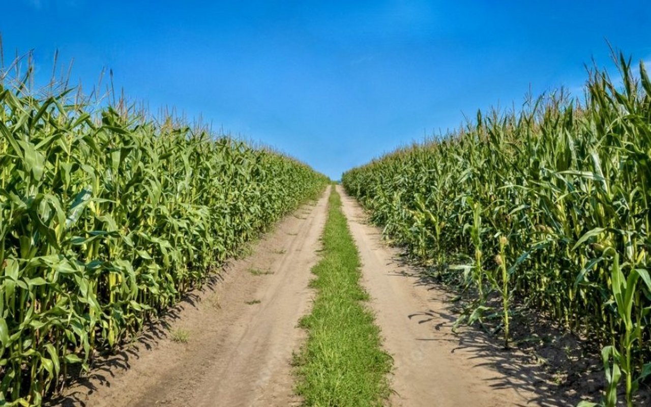 Mitten in einem Maisfeld führt ein Weg an den Horizont.