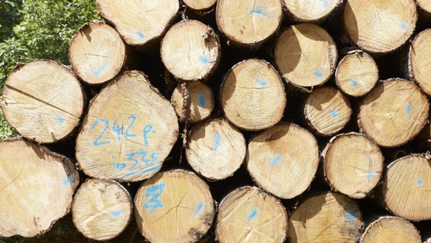 Es gibt zuviel Holz auf dem Schweizer Markt – und es ist keine Besserung in Sicht. (Bild Wald Schweiz)