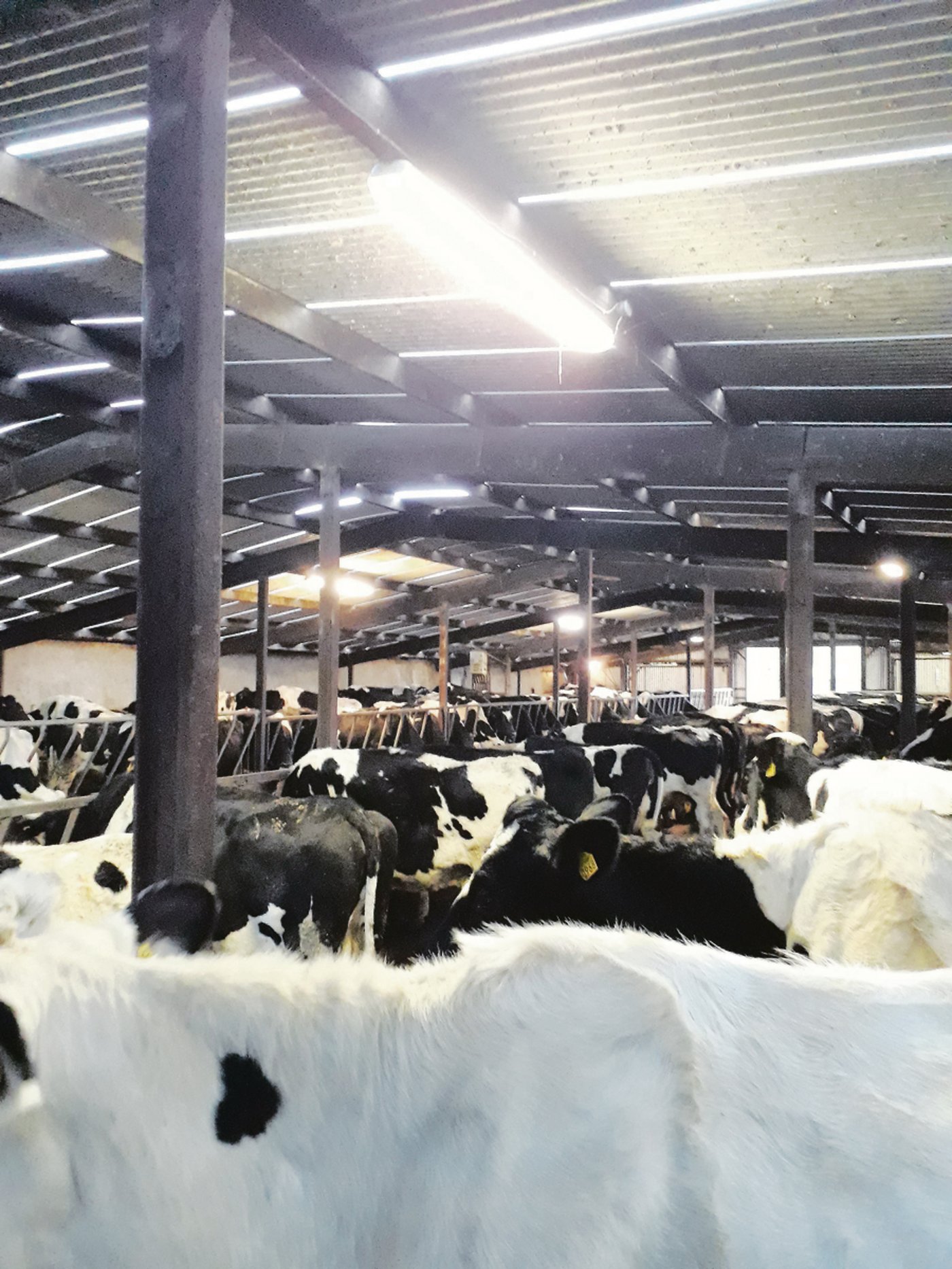 Das System ist auf Weidehaltung ausgelegt. Zwei Wochen «Stallarrest» wegen der Witterung waren für Mensch und Tier schwierig. 