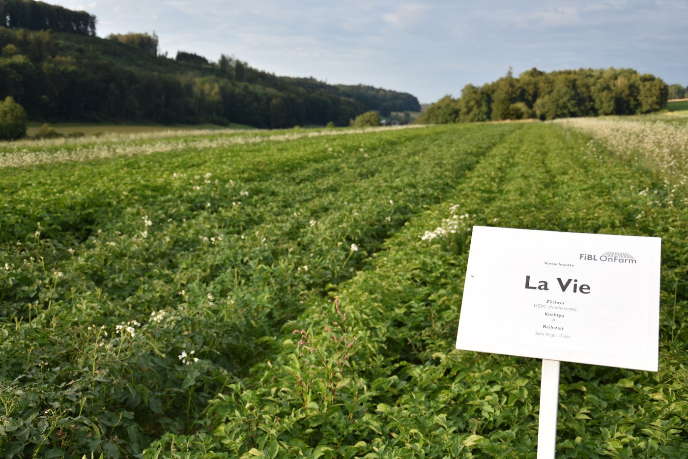 Die Sorte La Vie wird auf «Herz und Niere» geprüft. (Bild Bauernzeitung/Sera Jane Hostettler)