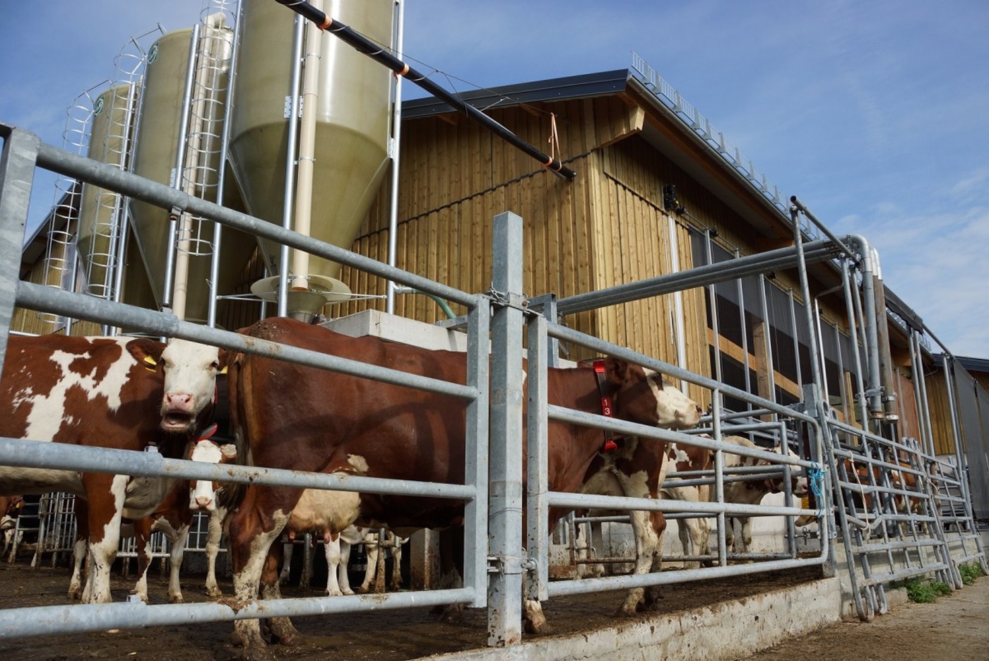 Nach dem Brand waren sie auf einem konventionellen Betrieb untergekommen, deshalb sind sie jetzt noch nicht "Bio" und ihre Milch fliesst in den konventionellen Kanal. 