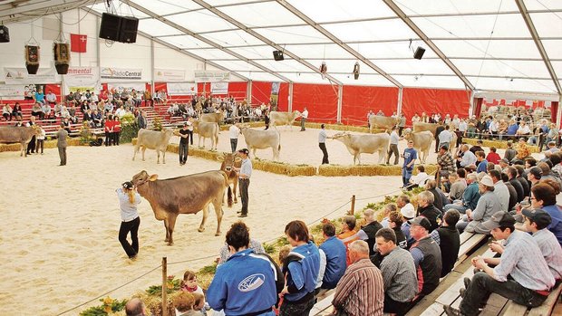 Vom 24. März bis zum Vom 24. März bis zum 26. März treffen sich die Schwyzer Züchterinnen und Züchter in der Markthalle Rothenthurm.