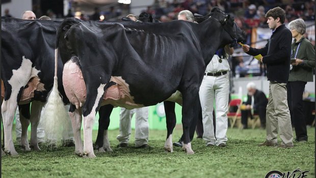 Die Holsteinsteinschau gewann die 10-jährige Butz-Butler Goldwyn Barbara.