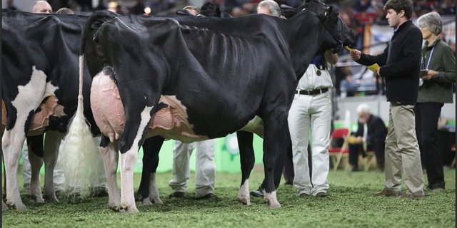 Die Holsteinsteinschau gewann die 10-jährige Butz-Butler Goldwyn Barbara.