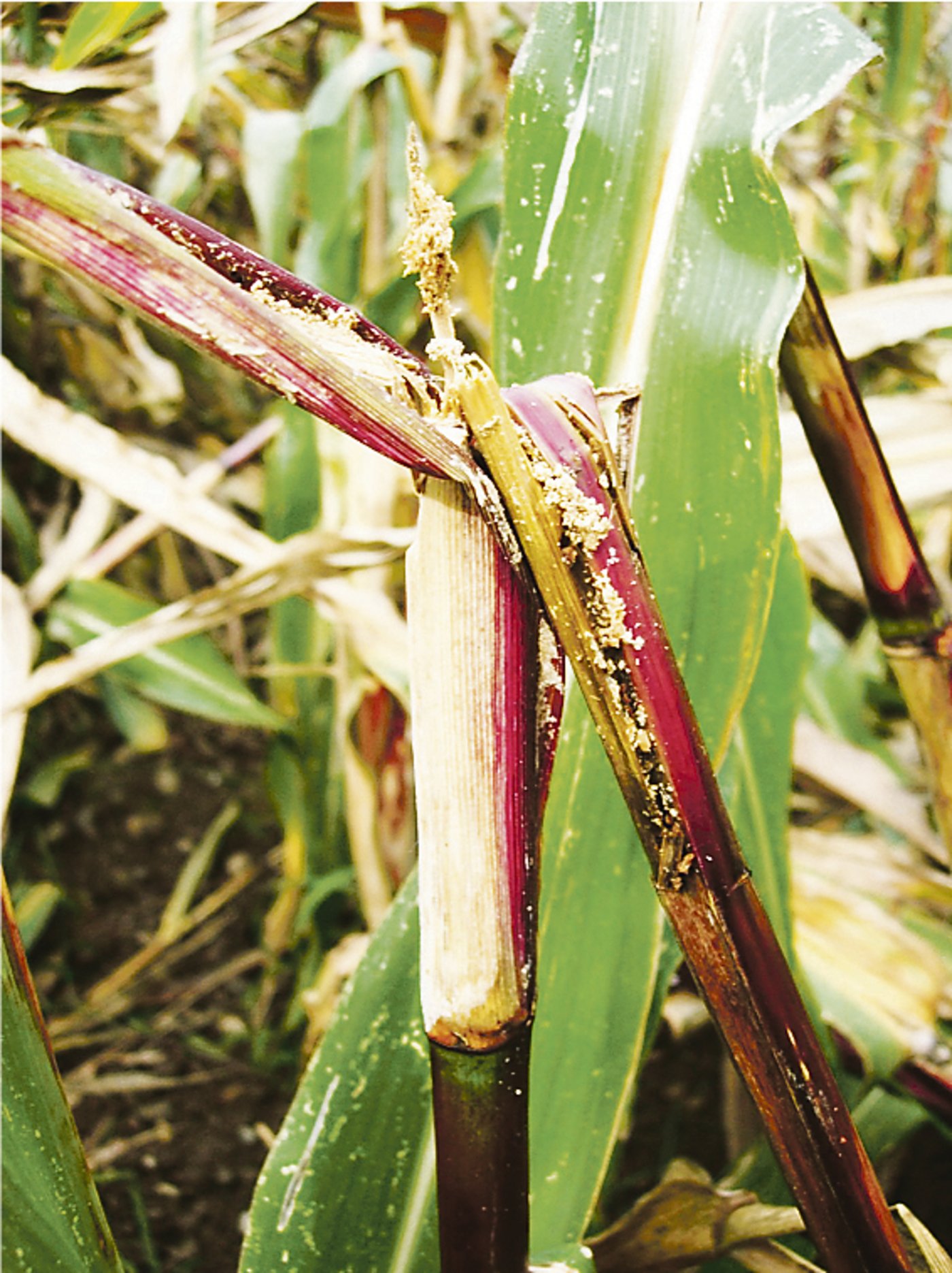 Die Larven des Maiszünslers fressen sich durch den Stängel bis er abknickt. Dies führt zu Ertragseinbussen. (Bild UFA-Samen Nützlinge)