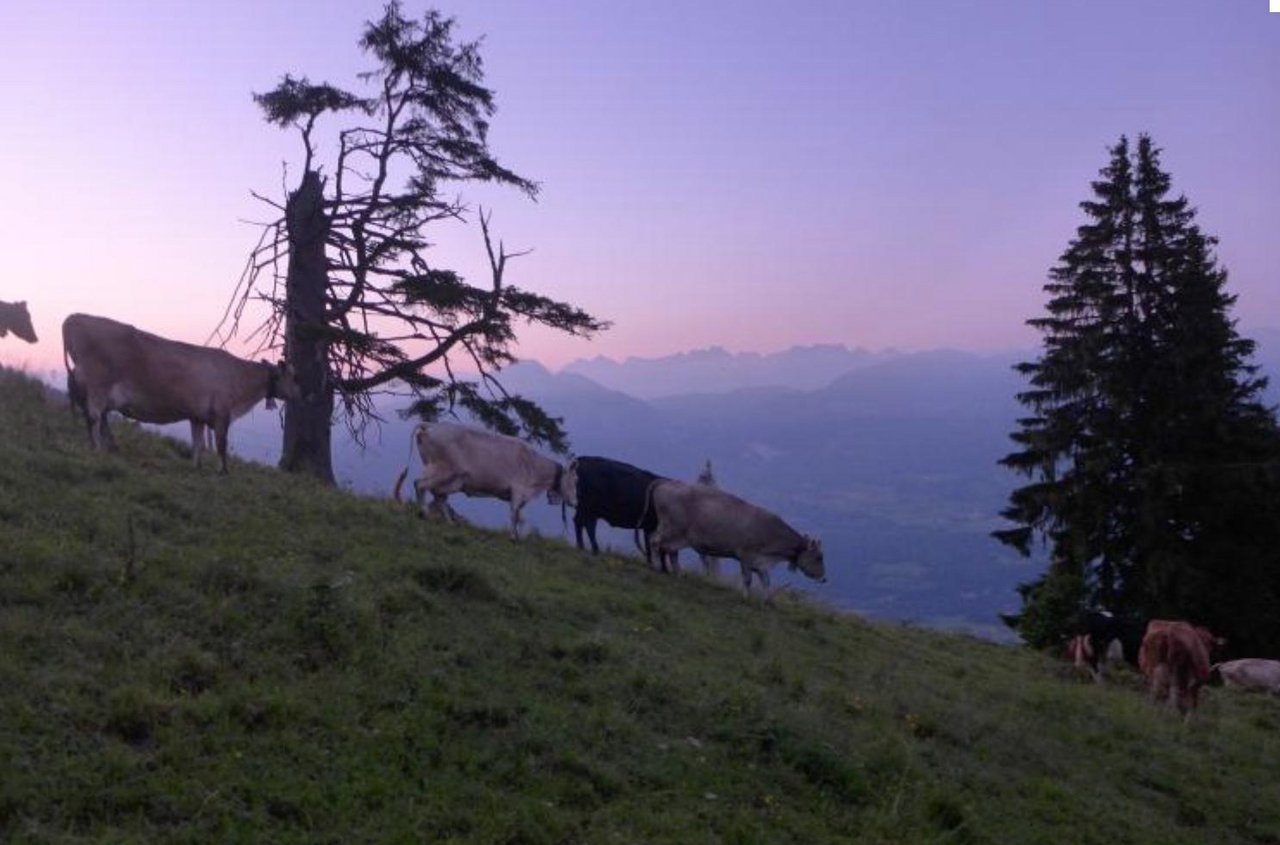 Die Morgenstimmung auf der Alp wäre ein schönes Postkartenmotiv. (Bild David Moog)