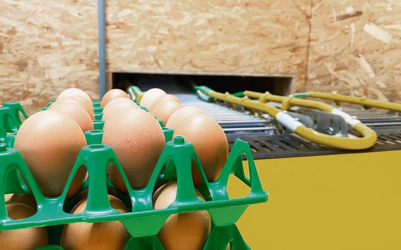 Die Eier werden klimatisiert gelagert und zweimal pro Woche durch den Lastwagen der Ei AG abgeholt. 