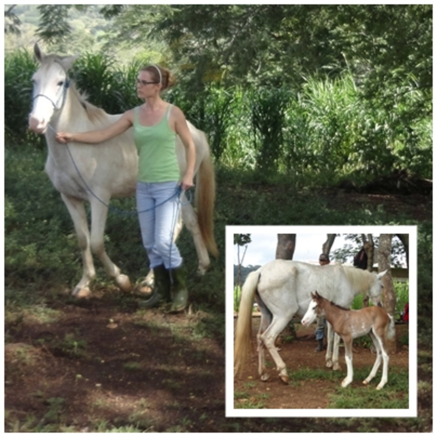 Mirka Lötscher führt Linterno am Halfter. Seinen Namen hat er, weil er in den ersten Monaten seines Lebens ein rotbraunes Fell und einen weissen Kopf wie eine Laterne hatte. (Bilder Mirka Lötscher)