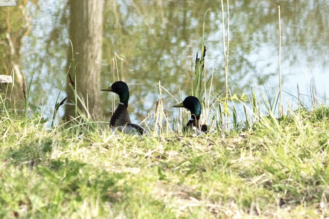Im Februar dieses Jahres gab es einen Vogelgrippe Fall im Stall eines deutschen Hobby-Geflügelhalters, diesmal waren wildlebende Vögel betroffen. (Symbolbild Pixabay)