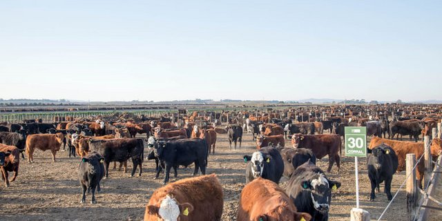 Feedlots - wie hier in Argentinien im Jahr 2013 - sind ein Kritikpunkt an den Produktionsbedingungen in den Mercosur-Staaten. (Bild lid)