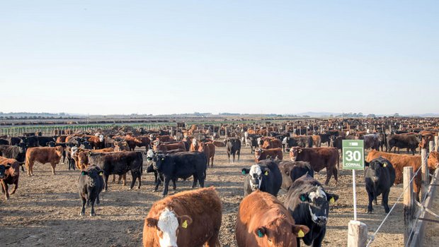 Feedlots - wie hier in Argentinien im Jahr 2013 - sind ein Kritikpunkt an den Produktionsbedingungen in den Mercosur-Staaten. (Bild lid)