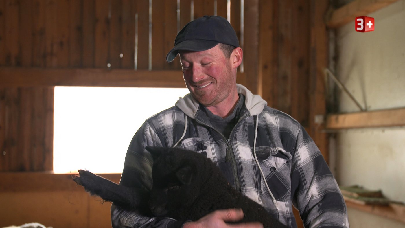 Antonys Lämmer sind handzahm, weil seine Kinder im Stall oft mit ihnen spielen. (Bild 3+)