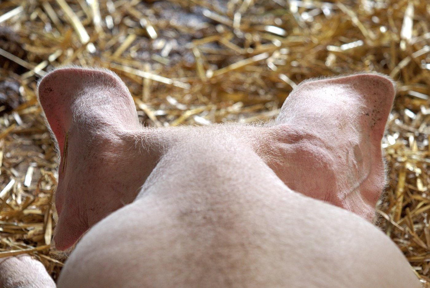 Die Schweinepreise ziehen weiter leicht an. (Bild Pixabay)