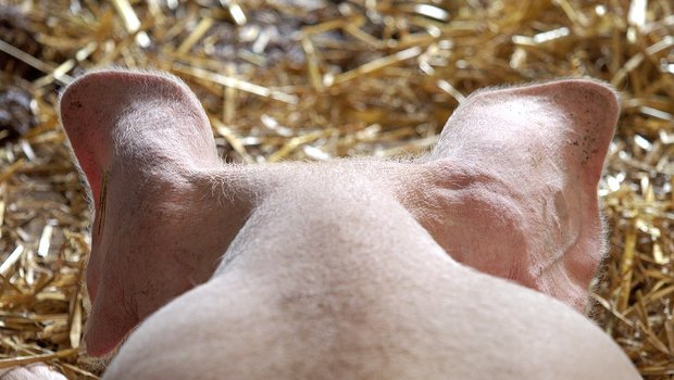 Die Schweinepreise ziehen weiter leicht an. (Bild Pixabay)