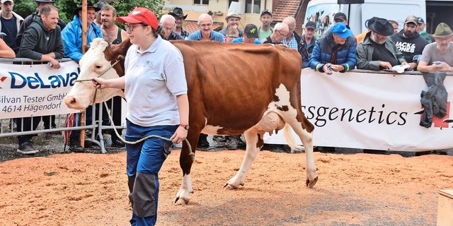Sie stand mit 40 kg Milch auf dem Platz: Die SF-Kuh Bader’s Florino Mira ging im Ring für 3350 Franken weg. 