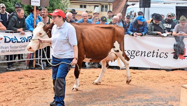 Sie stand mit 40 kg Sie stand mit 40 kg Milch auf dem Platz: Die SF-Kuh Bader’s Florino Mira ging im Ring für 3350 Franken weg.