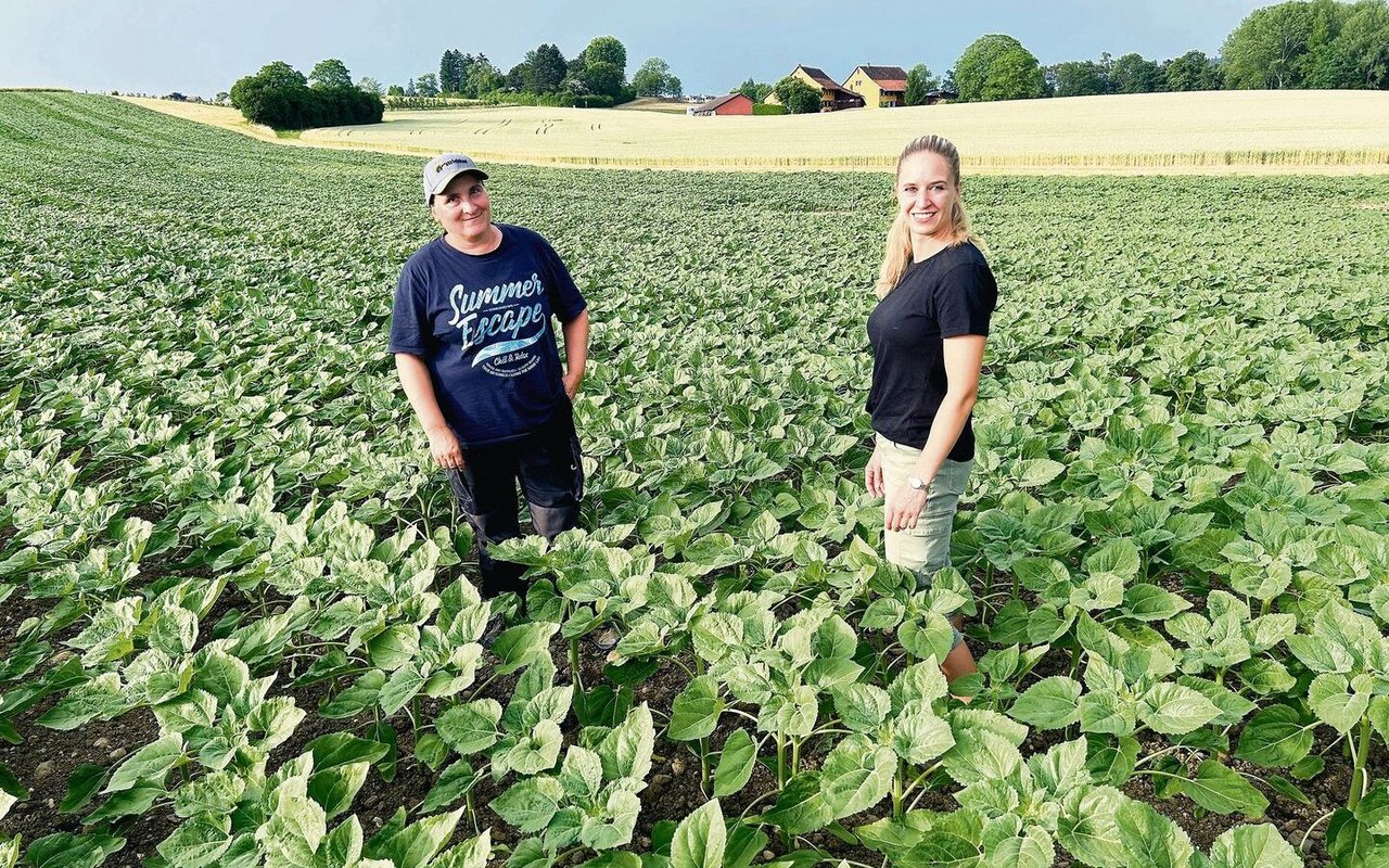 Die Strickhofberaterinnen Sonja Basler und Janine Hitz (v. l.) zeigten am Profiabend Ackerbau auf, wie ein herbizidfreier Anbau mit Sonnenblumen inklusive Untersaat funktionieren kann.