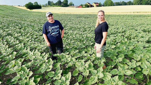 Die Strickhofberaterinnen Sonja Basler und Janine Hitz (v. l.) zeigten am Profiabend Ackerbau auf, wie ein herbizidfreier Anbau mit Sonnenblumen inklusive Untersaat funktionieren kann.