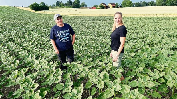 Die Strickhofberater Die Strickhofberaterinnen Sonja Basler und Janine Hitz (v. l.) zeigten am Profiabend Ackerbau auf, wie ein herbizidfreier Anbau mit Sonnenblumen inklusive Untersaat funktionieren kann.