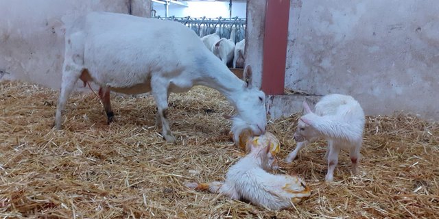 Wichtig bei Ziegen: Sie müssen in der Startphase bei hohen Milchleistungen gut gefüttert werden, sonst droht eine Toxikose. (Bild Urs Hofstetter)