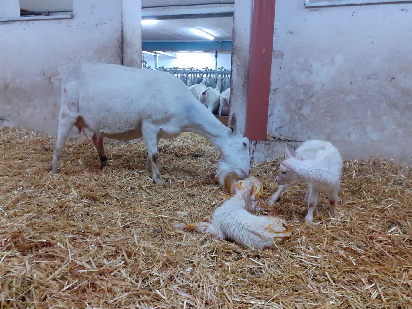 Wichtig bei Ziegen: Sie müssen in der Startphase bei hohen Milchleistungen gut gefüttert werden, sonst droht eine Toxikose. (Bild Urs Hofstetter)