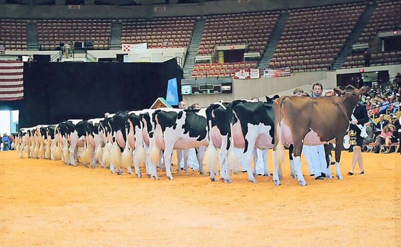 An der World Dairy Expo 2006 begann Apple ihre Karriere. Als rote Kuh startete sie in der Kategorie der Holsteinkühe und gewann diese auch. 