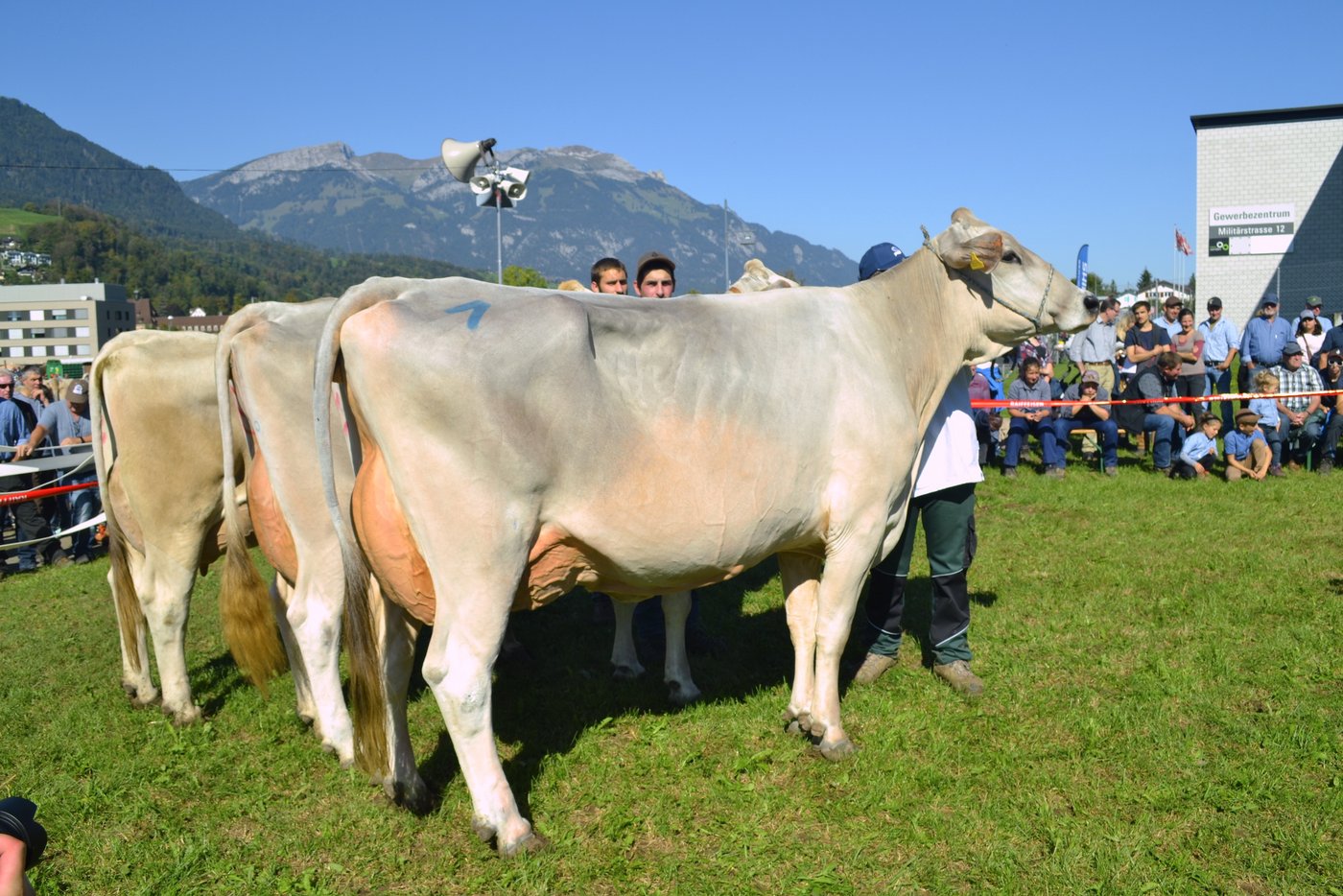 Der Spezialpreis Schöneuter-Kühe in der vierten und folgenden Laktation.