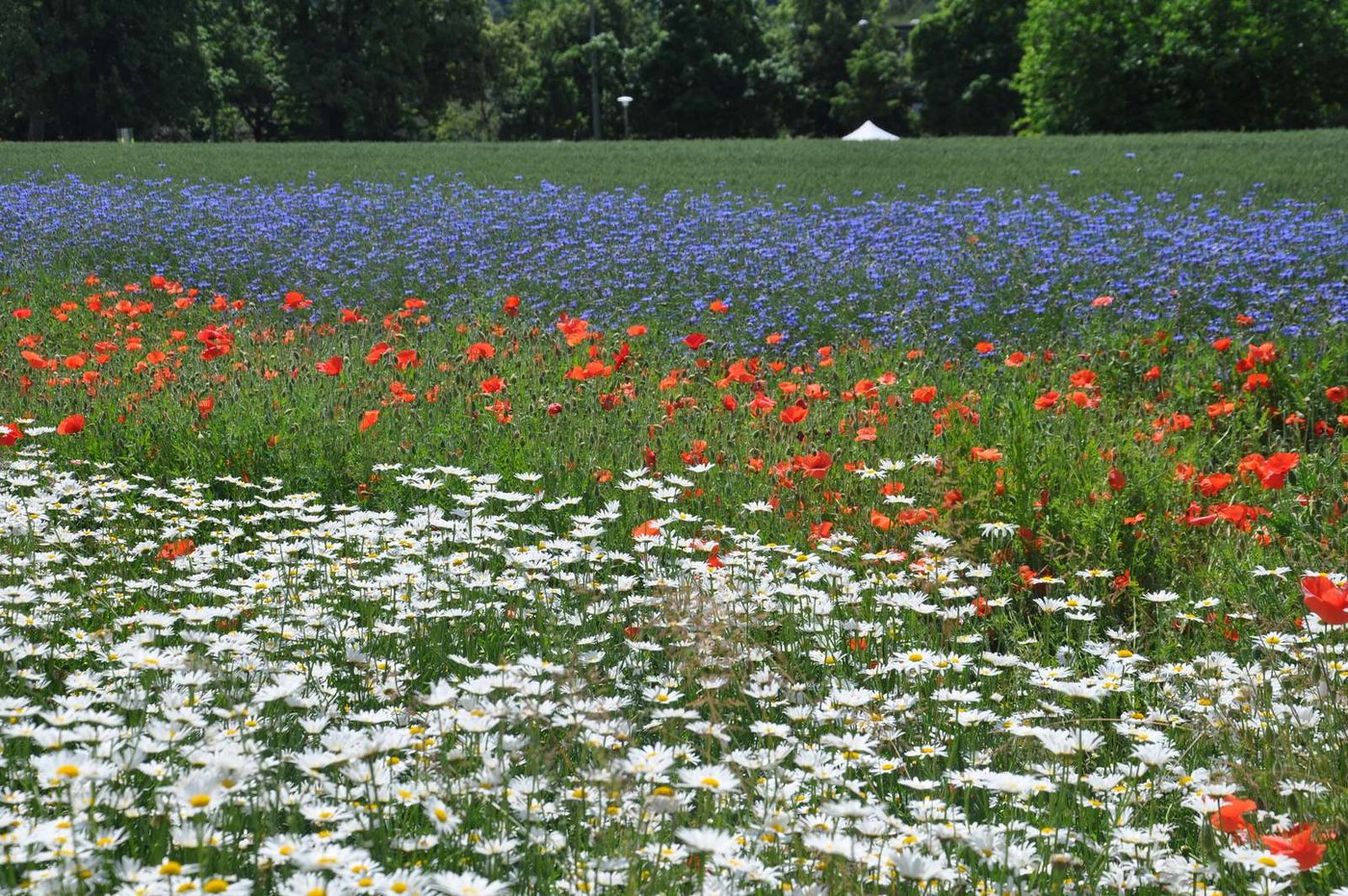 In der Umsetzung der Biodiversitätsförderung gebe es viel Luft nach oben. (Symbolblid BauZ)
