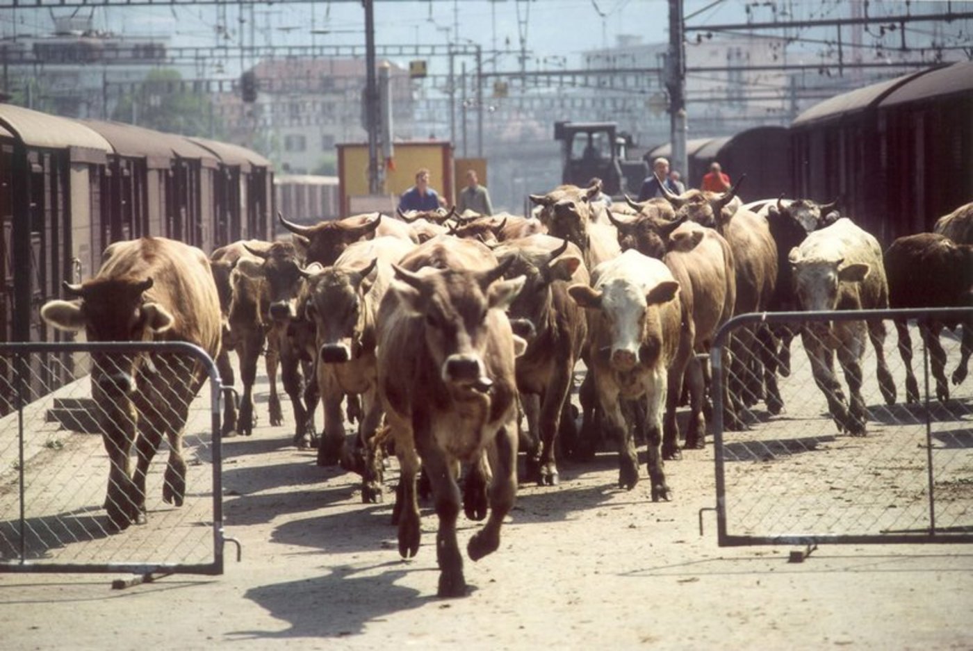Die Kühe sind los: Eine 20-Jährige befreit unter Drogeneinfluss über 200 Tiere. (Symbolbild, BauZ) 