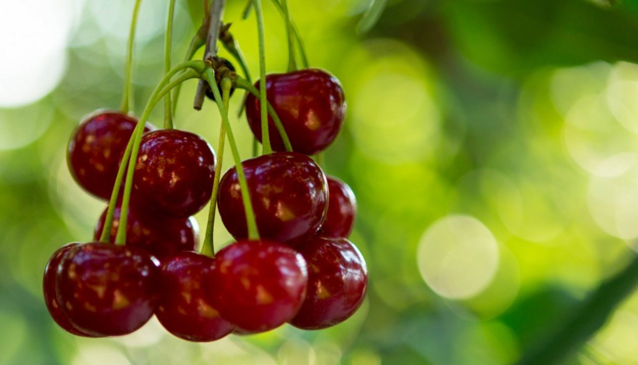 Die rotbeinige Baumwanze hat einige Schäden in einer Kirschenplantage in Leutwil AG verursacht. (Symbolbild Swissfruit)