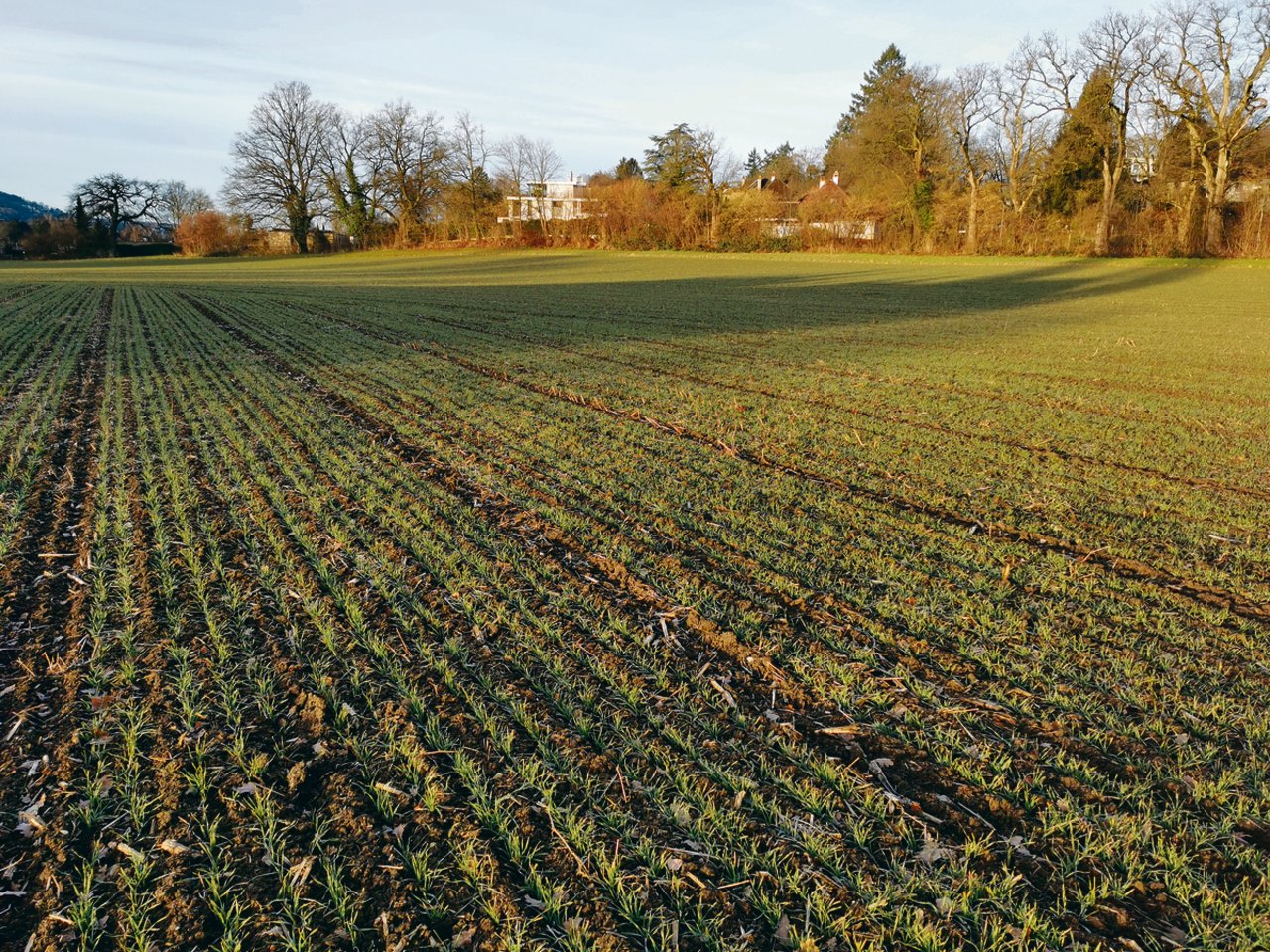 Ein Feld aus dem HAFL-Versuch. Die Lücken sind weniger gross, scheinen aber ihren Zweck zu erfüllen.(Bild sb)