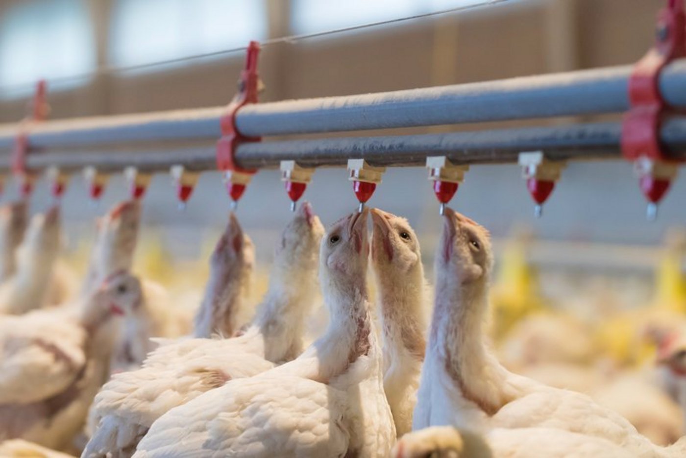 Die bestehenden Produzenten werden weniger Tiere pro Jahr umsetzen können. (Bild Peter Röthlisberger)