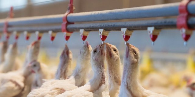 Die bestehenden Produzenten werden weniger Tiere pro Jahr umsetzen können. (Bild Peter Röthlisberger)