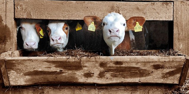 Der Landwirt soll neun positiv auf das BVD-Virus getestete Kälber über den Viehhandel an Betriebe in den Kantonen Schaffhausen, St.Gallen, Graubünden und Zürich verkauft haben. (Bild Pixabay)