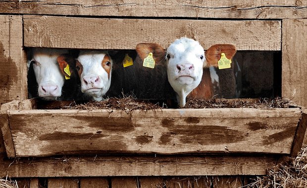 Der Landwirt soll neun positiv auf das BVD-Virus getestete Kälber über den Viehhandel an Betriebe in den Kantonen Schaffhausen, St.Gallen, Graubünden und Zürich verkauft haben. (Bild Pixabay)