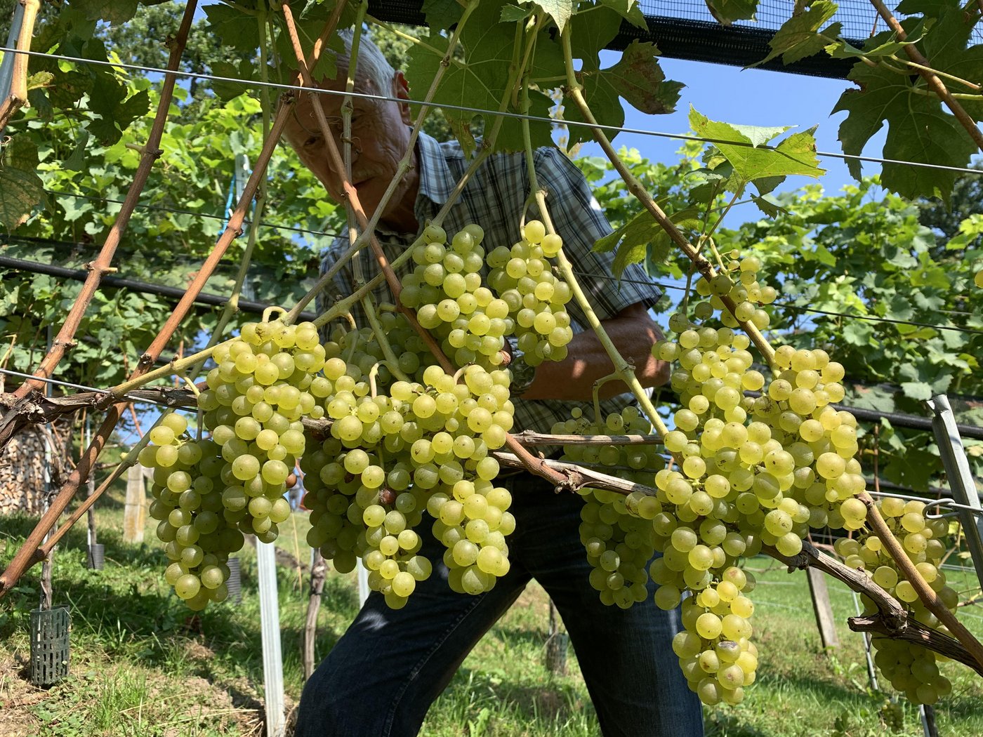 Der Zuckergehalt war dieses Jahr besonders gut. (Bild BauZ)