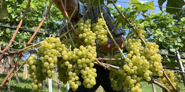 Der Zuckergehalt war dieses Jahr besonders gut. (Bild BauZ)