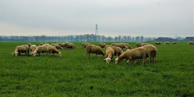 Die Schafe wurden mit altem Brot gefüttert, was zu einer Pansenazidose führte. (Bild Pixabay)