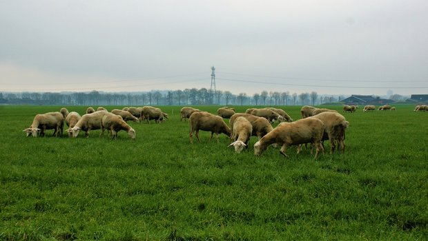 Die Schafe wurden mit altem Brot gefüttert, was zu einer Pansenazidose führte. (Bild Pixabay)