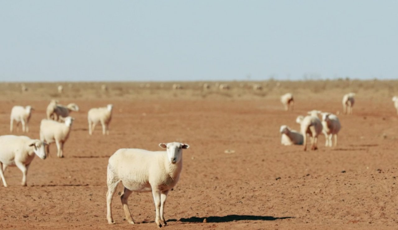 Seit Jahren kämpfen australische Bauern mit anhaltender Trockenheit. (Bild Videostill SRF-Rundschau)