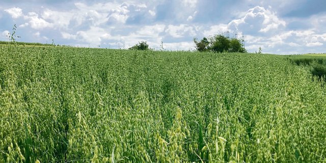 Hafer weist eine gute Unkrautunterdrückung auf und hat einen geringen Stickstoffbedarf. (Bild Alexandra Stückelberger)